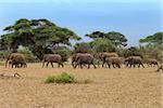 Elephants in Amboseli national park in Kenia