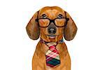 office worker businessman dachshund sausage  dog  as  boss and chef  with  tie , isolated on white background