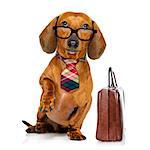 office worker businessman dachshund sausage  dog  as  boss and chef , with suitcase or bag  as a secretary,  with  tie , isolated on white background