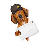 dachshund sausage dog delivering a big envelope as a postman with cap , isolated on white background