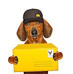 dachshund sausage dog delivering a big yellow package as a postman with cap , isolated on white background
