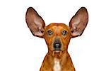 dachshund or  sausage dog listening with both  ears very carefully , isolated on white background