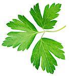 Garden parsley herb (cilantro) leaf isolated on white background with clipping path