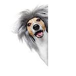 smart and intelligent dumb or nerd  jack russell dog  wearing a grey hair wig , isolated on white background