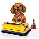 office worker businessman dachshund sausage  dog  as  boss and chef , with suitcase  and typewriter  with  tie , isolated on white background