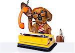 office worker businessman dachshund sausage  dog  as  boss and chef , with suitcase  and typewriter  listening and hearing carefully on the phone or telephone  , isolated on white background