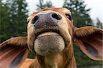 Brahman Cattle Nostril and Mouth Facial Closeup Macro Portrait