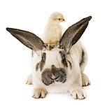 Checkered Giant rabbit and chicks in front of white background