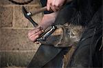 Farrier fitting horse with horseshoes