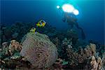 Scuba diver by Clownfish (amphiprion bicinctus), Marsa Alam, Egypt