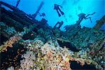 Scuba divers investigating coral covered shipwreck, Red Sea, Marsa Alam, Egypt