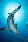Bull shark (Carcharhinus leucas), surrounded by small fish, underwater view, Playa del Carmen, Quintana Roo, Mexico