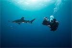 Scuba diver swimming with white tip shark (Carcharhinus longimanus) and pilot fish, underwater view, Brothers island, Egypt