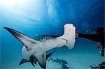 Underwater close up of male diver touching hammerhead shark