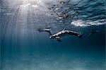 Underwater view of dolphins swimming near surface