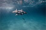 Underwater view of scuba diver following dolphins