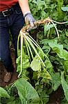 A framer harvesting horseradish