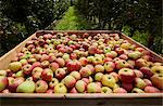 Freshly harvested apples in a wooden crate