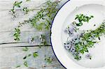 Thyme with flowers