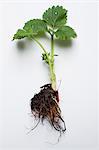 A strawberry plant on a white surface