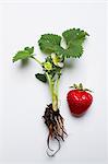 A strawberry plant and a strawberry on a white surface