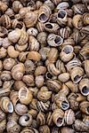 Lots of empty snail shells (full-frame)