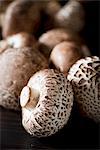 Still Life: Assorted Mushrooms