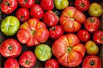 Various types of tomatoes (overhead view)