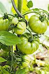 Tomatoes on the plant