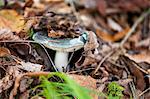 A wild mushroom under autumn leaves in the forest