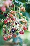 Blackberries in the garden