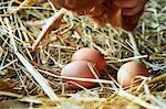 Freshly laid organic eggs in straw