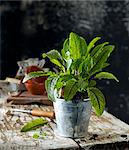 Red sorrel in a flowerpot