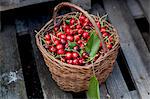 A basket of freshly picked cherries