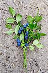 Blueberries with sprigs