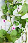 Sweet potato leaves and flowers