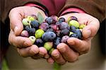 Hands presenting freshly harvested olives