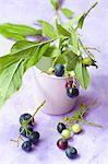 Blueberries with twigs and leaves