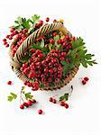 Freshly harvested hawthorn berries in a basket