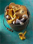 Freshly picked chanterelle mushrooms, hedgehog mushrooms and Pied Bleu mushrooms in a wooden bucket