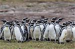 Magellanic penguin (Spheniscus magellanicus) breeding colony on Carcass Island, Falkland Islands, South America