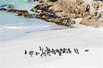 Adult Magellanic penguins (Spheniscus magellanicus) on the beach at Gypsy Cove, East Island, Falkland Islands, South America