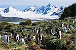 Gentoo penguin (Pygoscelis papua) colony, Prion Island, South Georgia, Antarctica, Polar Regions