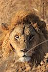 African Lion, Serengeti National Park, Tanzania, East Africa, Africa