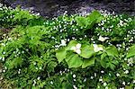 Nature in Hokkaido