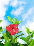 Hibiscus