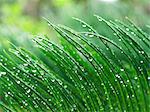 Wild leaves and rain