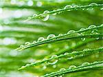 Wild glass and rain