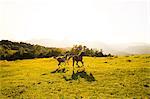 Horses in Hokkaido