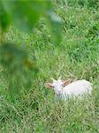 Goat in Obamashima